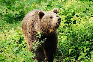 Nationalpark Bayerischer Wald